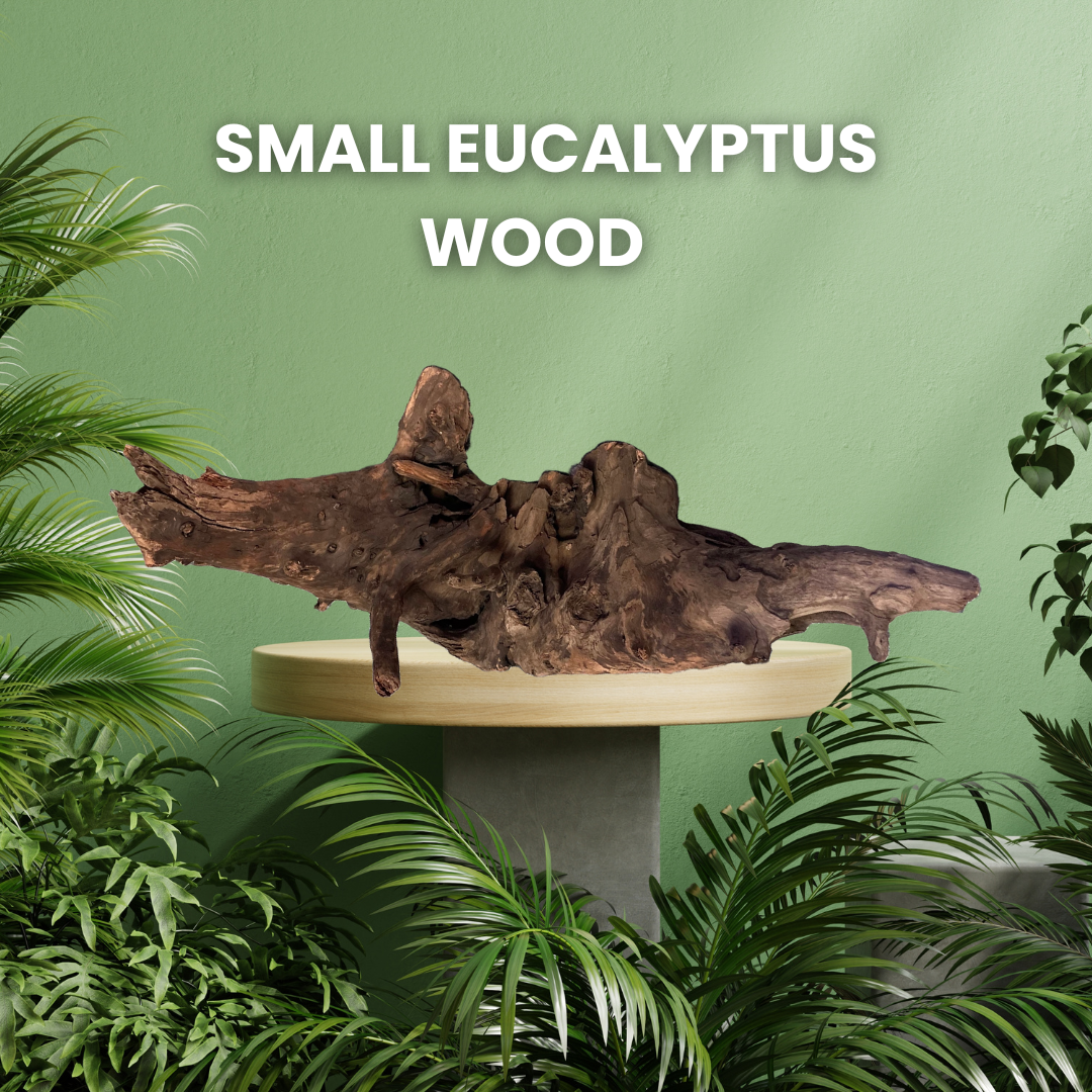 UT EUCALYPTUS WOOD SMALL