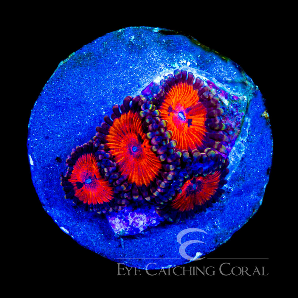 ECC Bow Tie Blaster Zoa