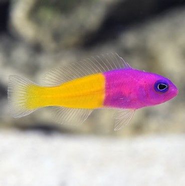 Bicolor Pseudochromis Med