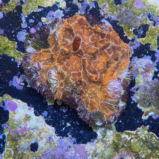 Ultra Acan Frag