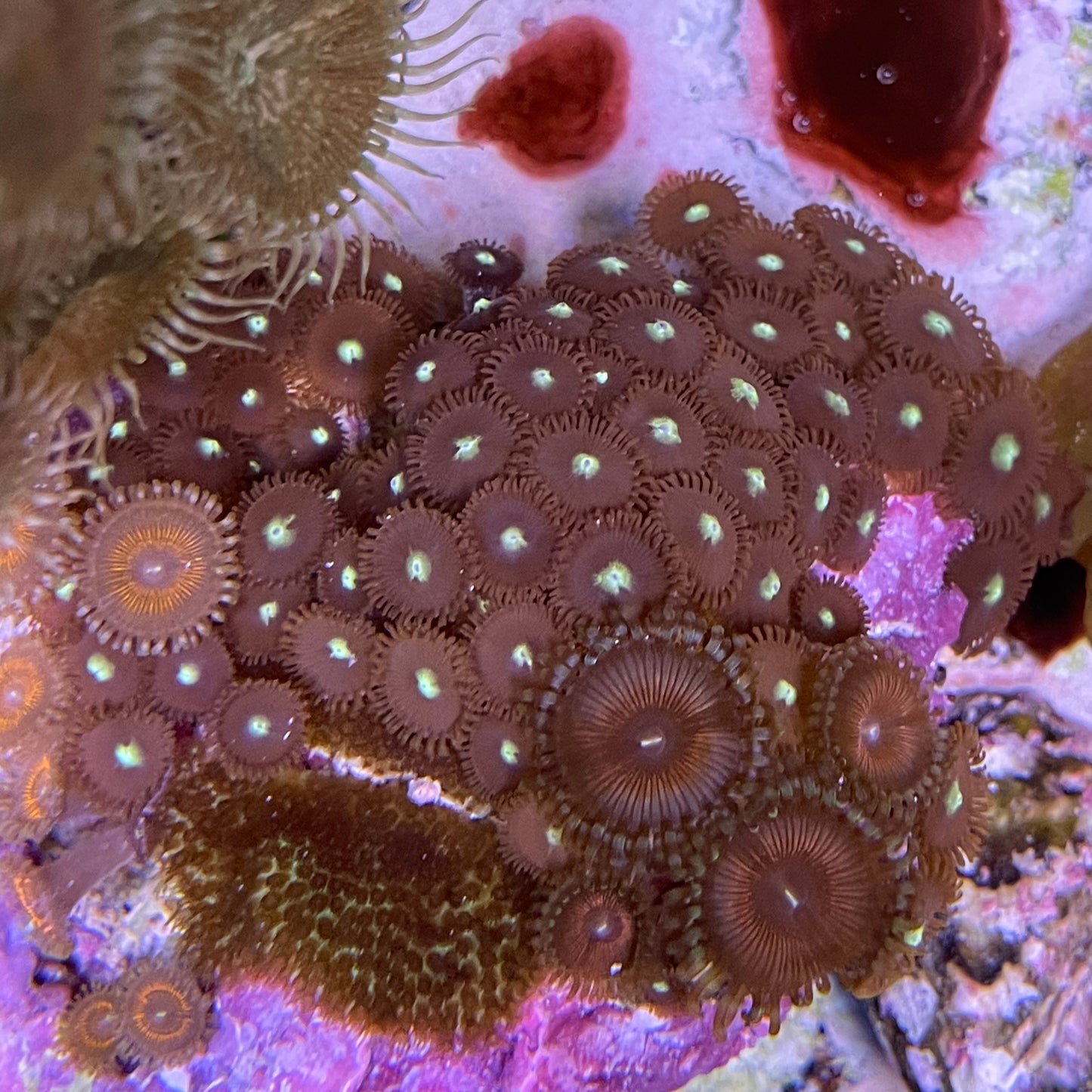 Candy Apple Zoa