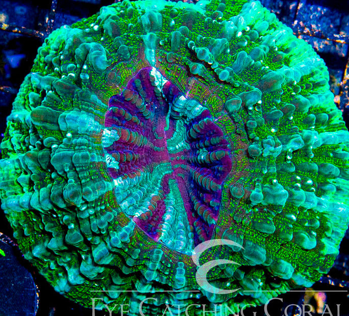 Acanthophylla Meat Coral
