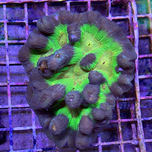 Pectinia Metallic S