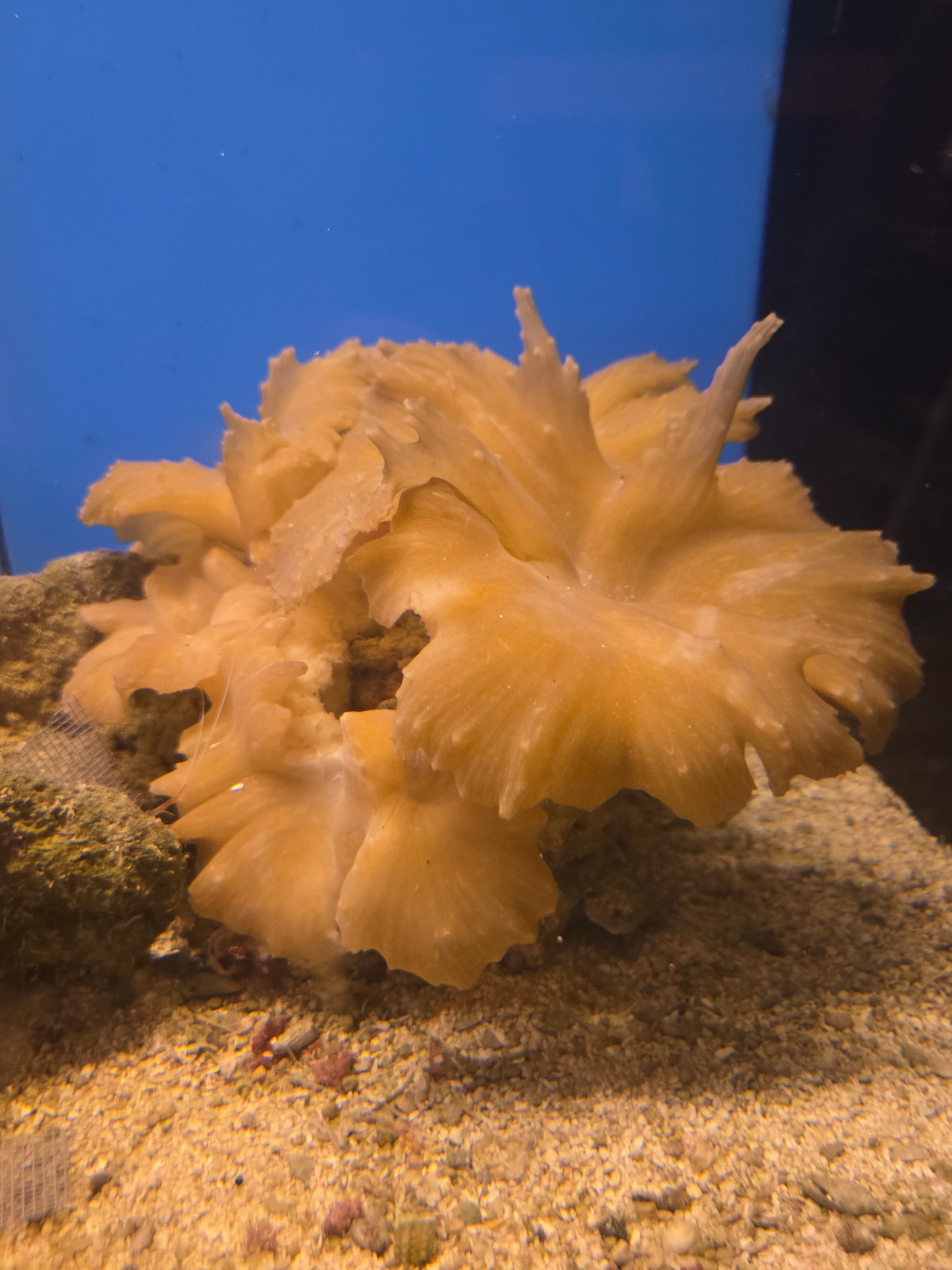 Cabbage Rock Lg