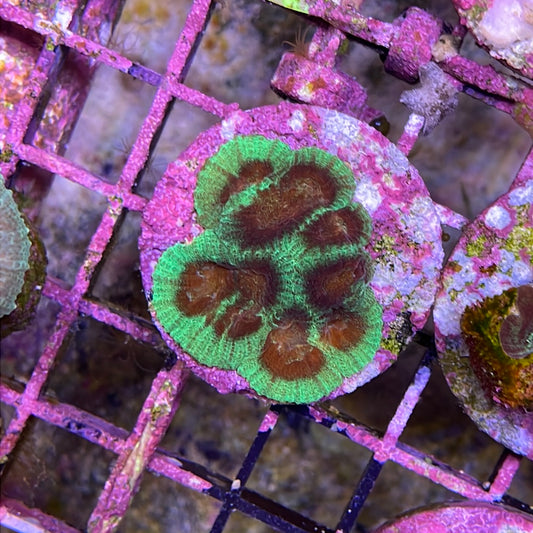 Fancy Favia Frag