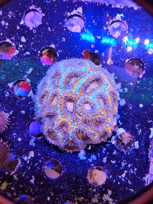 Ultra Acan
