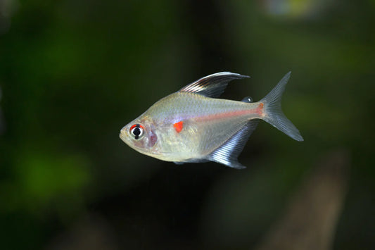 Tetra Bleeding Heart Reg.