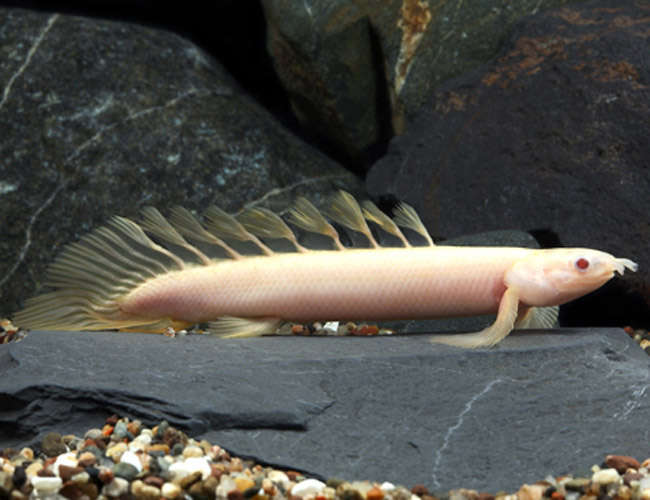 Senegalus Albino Bircher