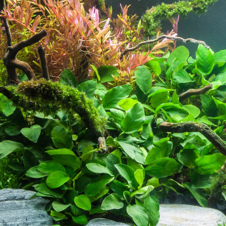 Plant Anubias Barteri Med (Cichlid Plant)