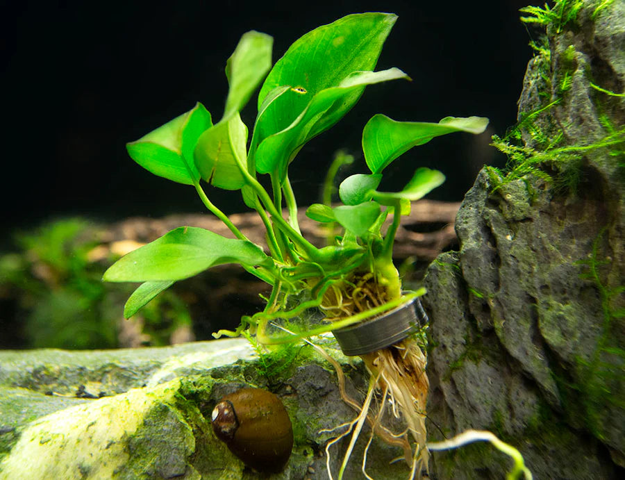 Anubias Nana Dwarf Aquatic Plant