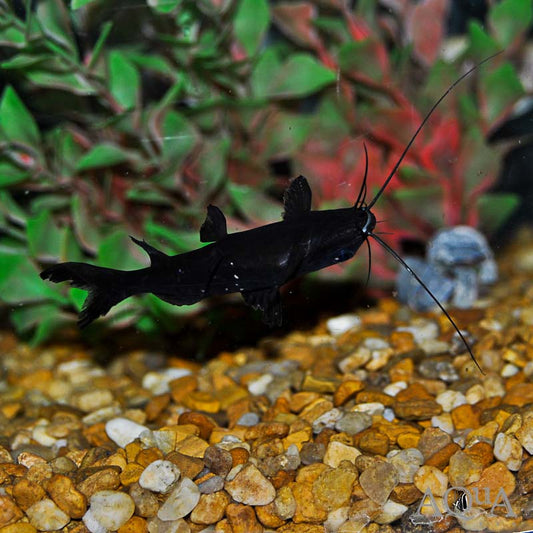 Burmese Upside Down Catfish