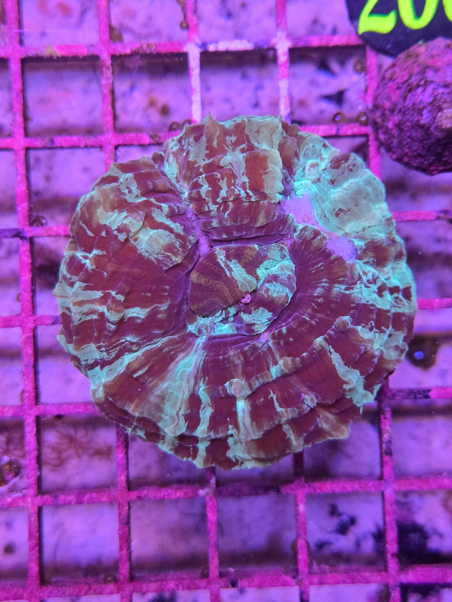 Aussie Green or Multicolor Acanthophyllia Med