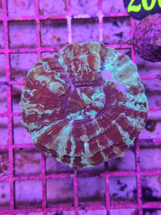 Aussie Green or Multicolor Acanthophyllia Med