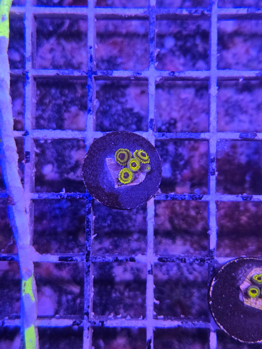 ECC Lakers Zoa Frag