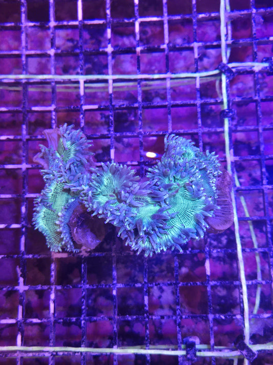 Aussie Elegance Flat Bottom XL