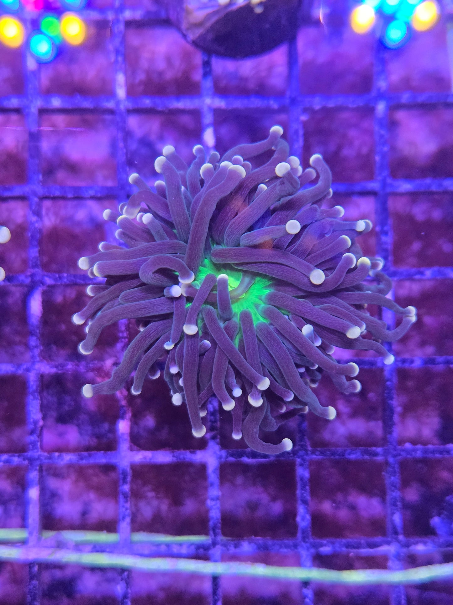 Yellow Tipped Torch Single Head