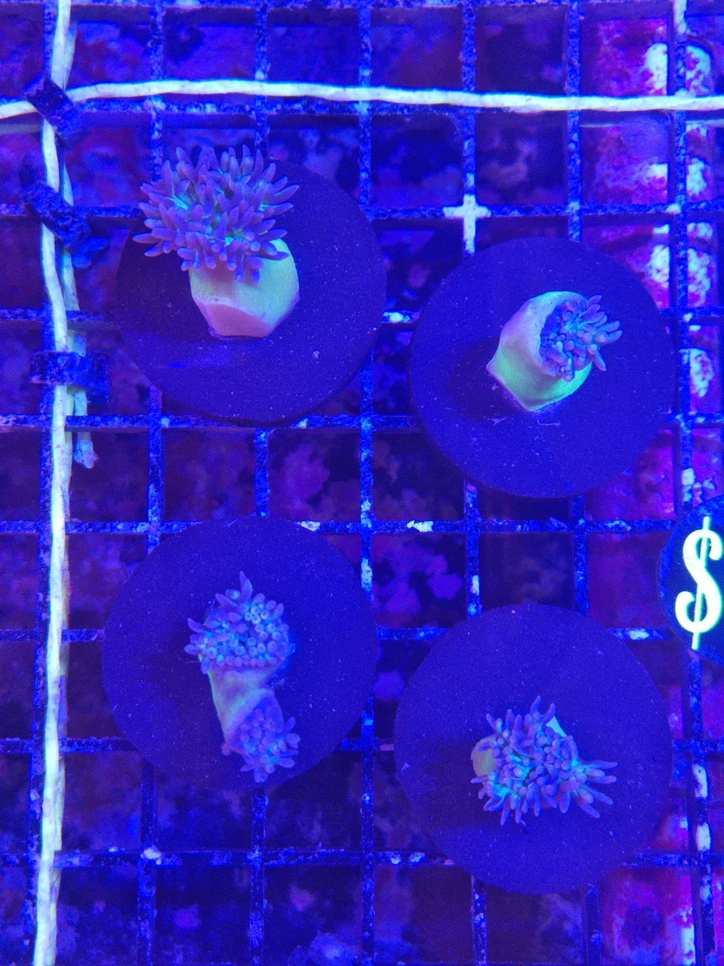 Branching Duncan Frag