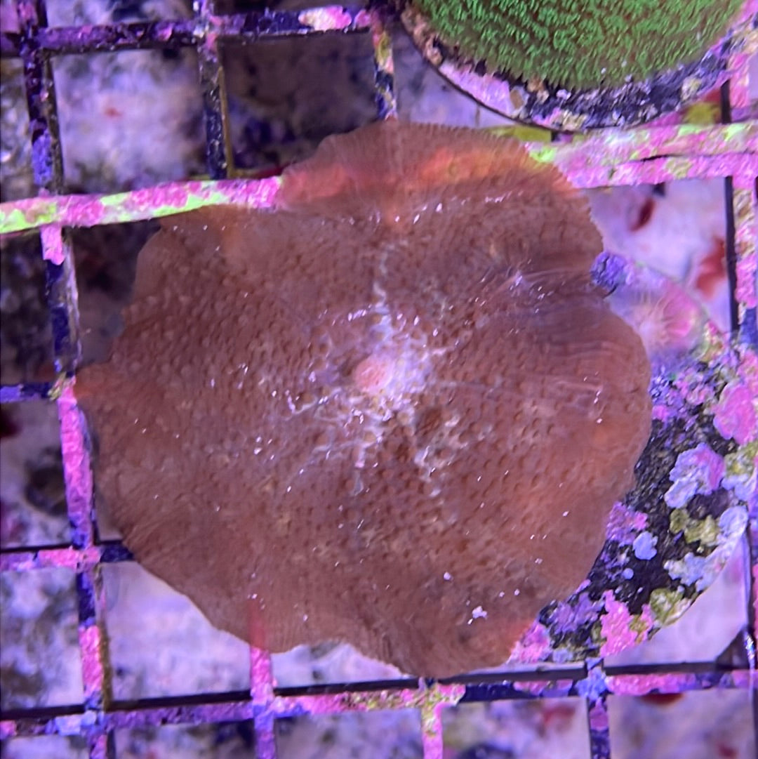 Mushroom Coral Frag