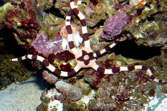 Banded Serpent Star