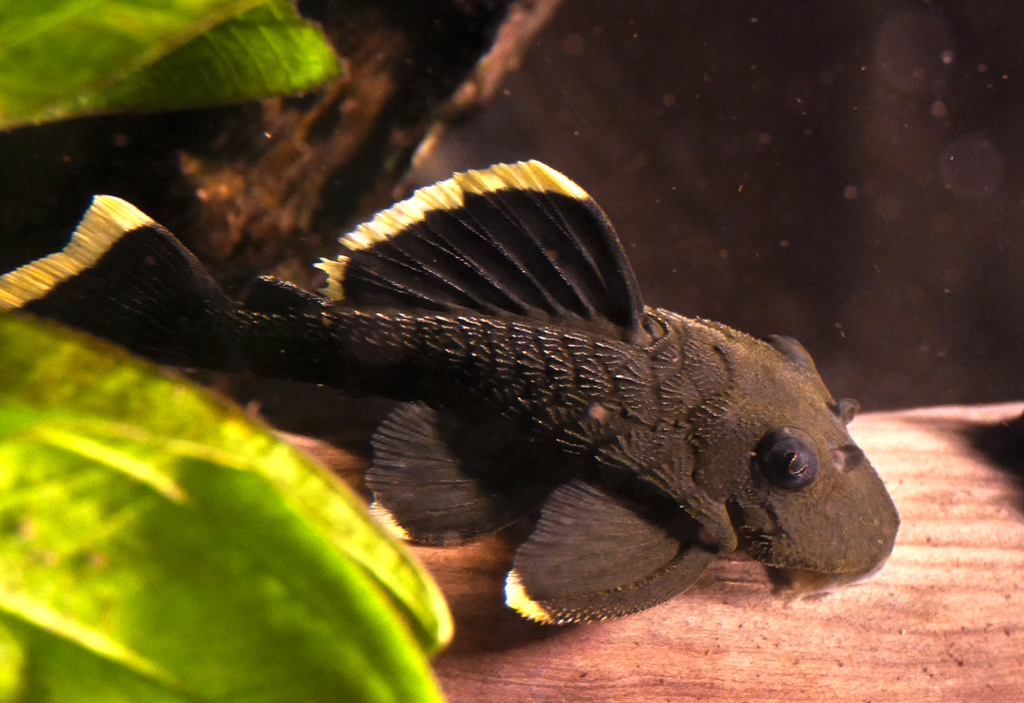 Mango Pleco L-047