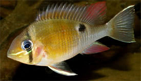 Cichlid Cupid Red Face Itaya Lg