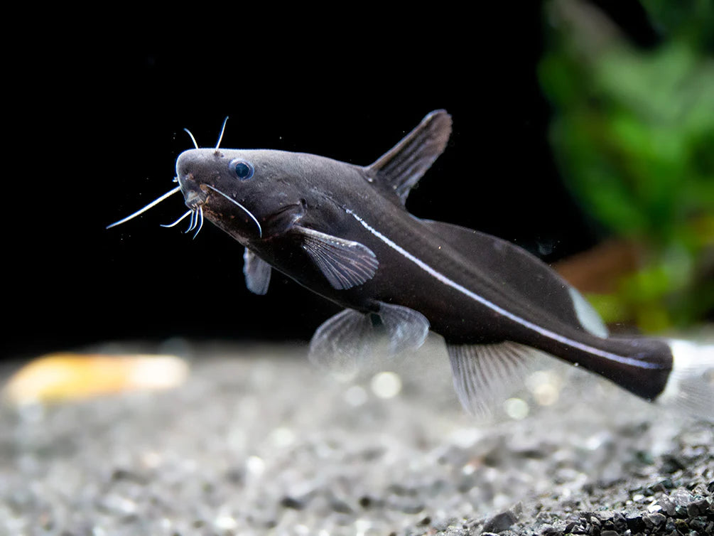 Black Lancer Catfish 3-4"