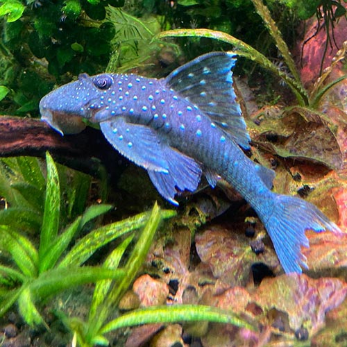 Blue Phantom Pleco Small L128