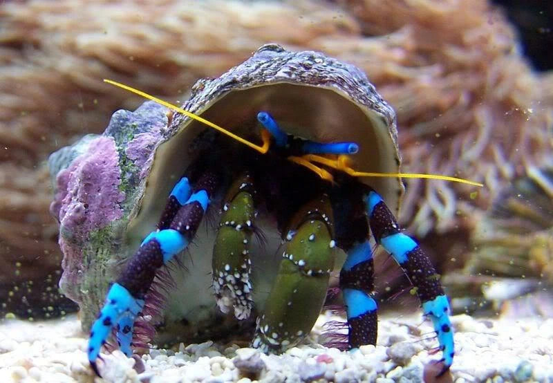 Blue Knuckle Hermit Crab