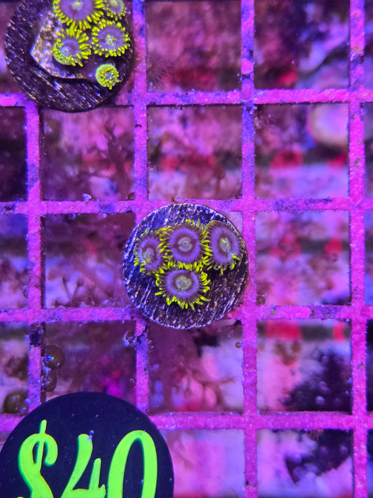 Blueberry Haze Zoanthiad Frag