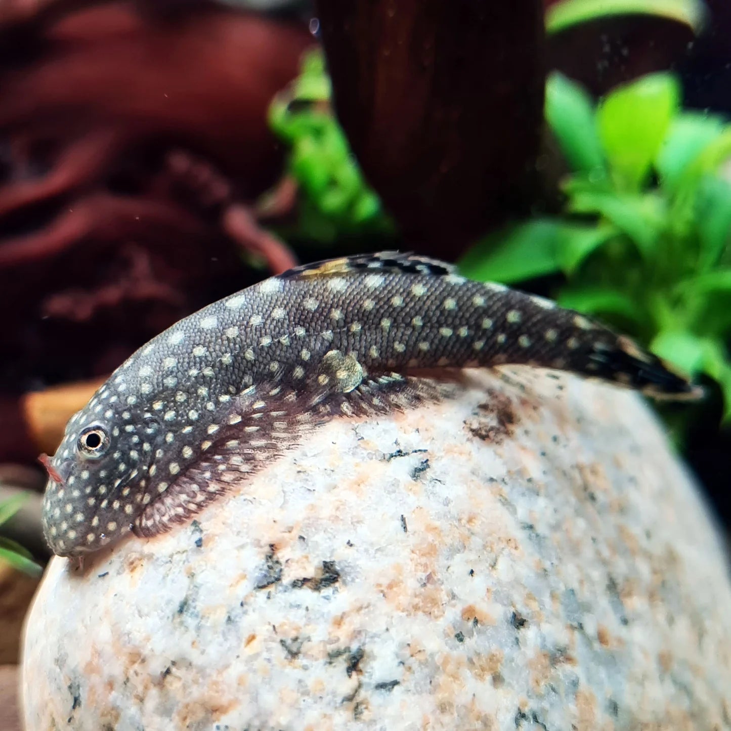 Loach Hillstream Spotted Boreno Reg