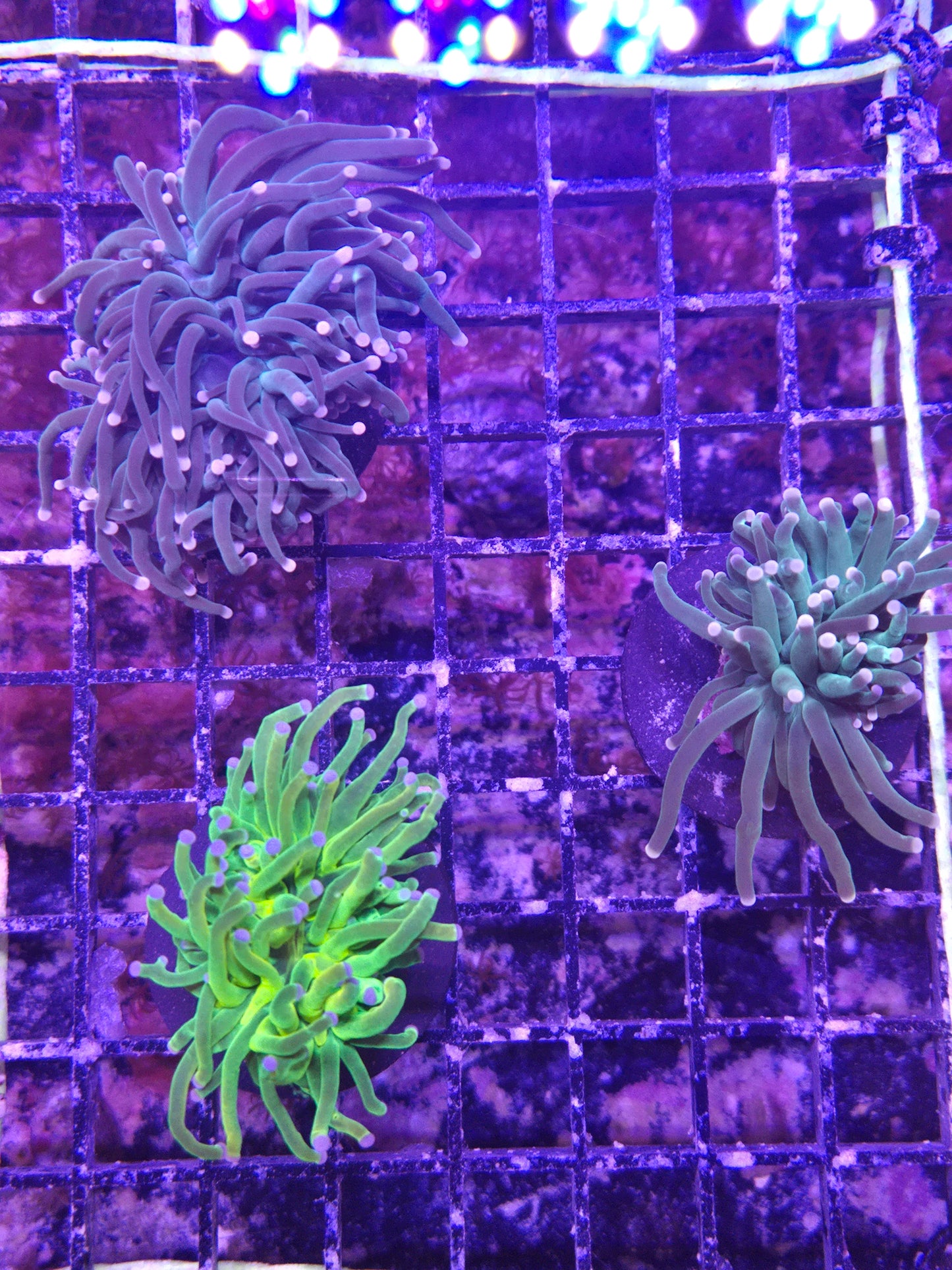 Indo green Stem Colored Tip  Torch