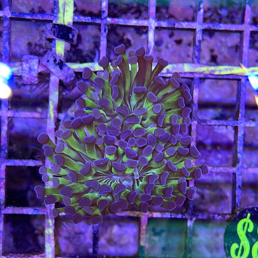 Mix Hammer Coral