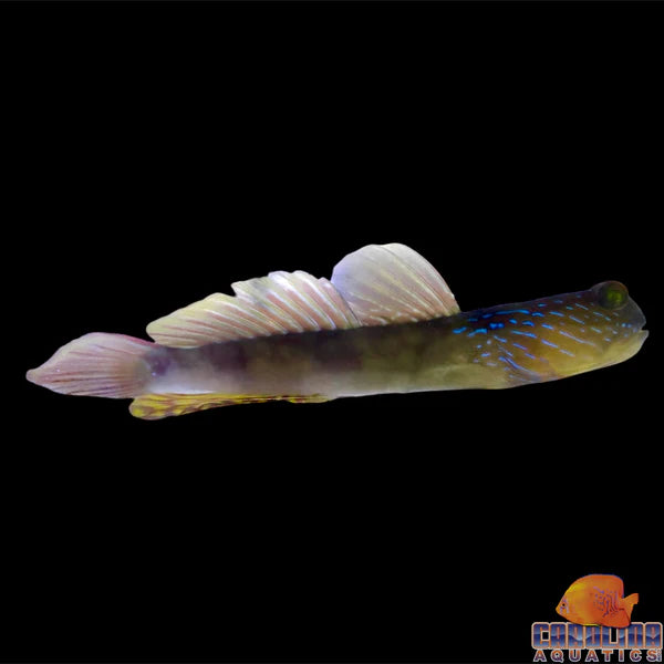 Harbour Goby