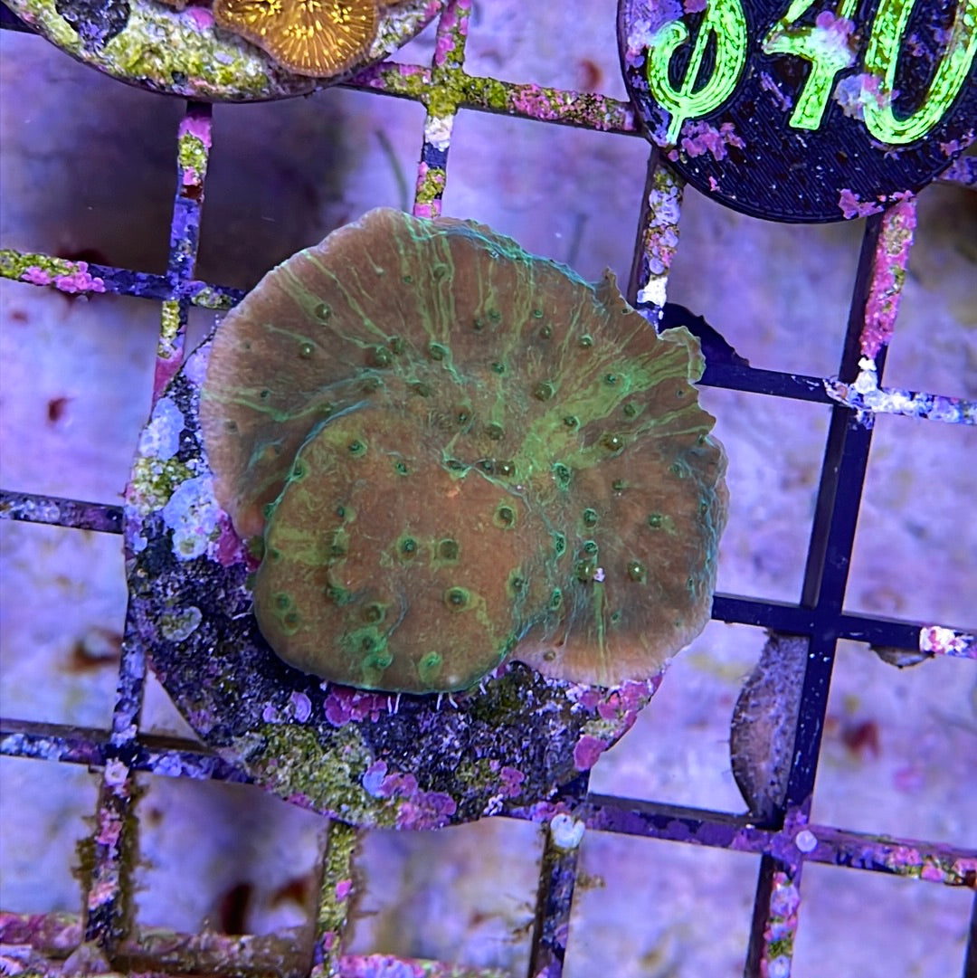 Mix Chalice Coral Frags