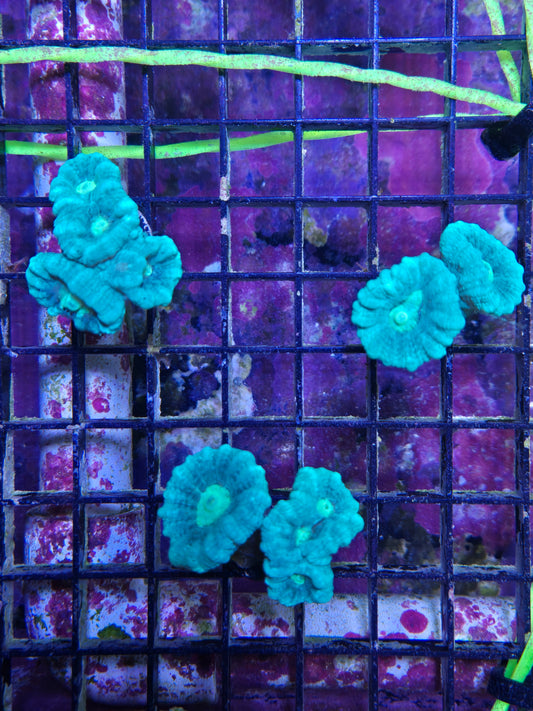 Candy Cane Frag