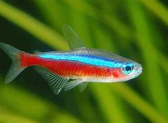 Cardinal Tetra Med