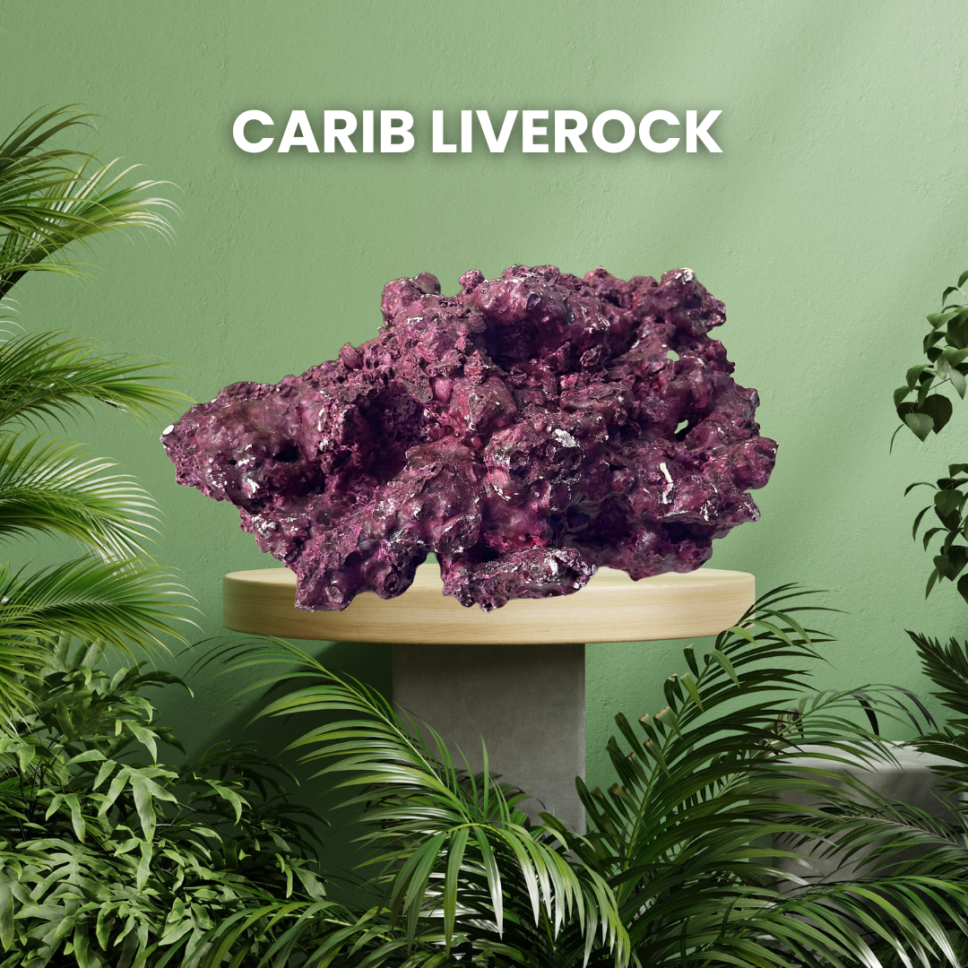 Carib Liverock Shelf Rock Per Pound