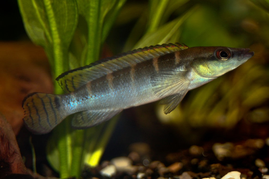 Compressiceps Dwarf Pike Cichlid