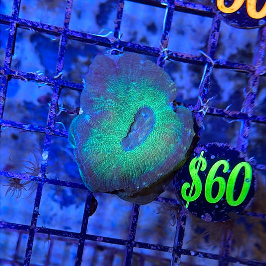 Moseleya Coral Frag