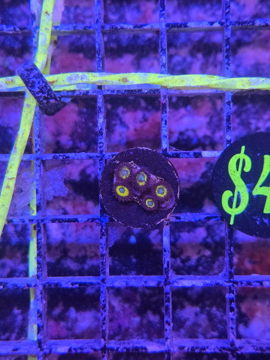 ECC Black Bella Zoa Frag