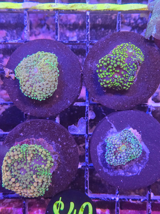 Flordia Ricordia Frag