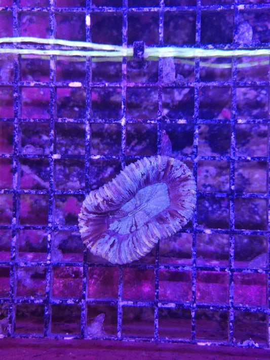 Purple Cone Bottom Trachy