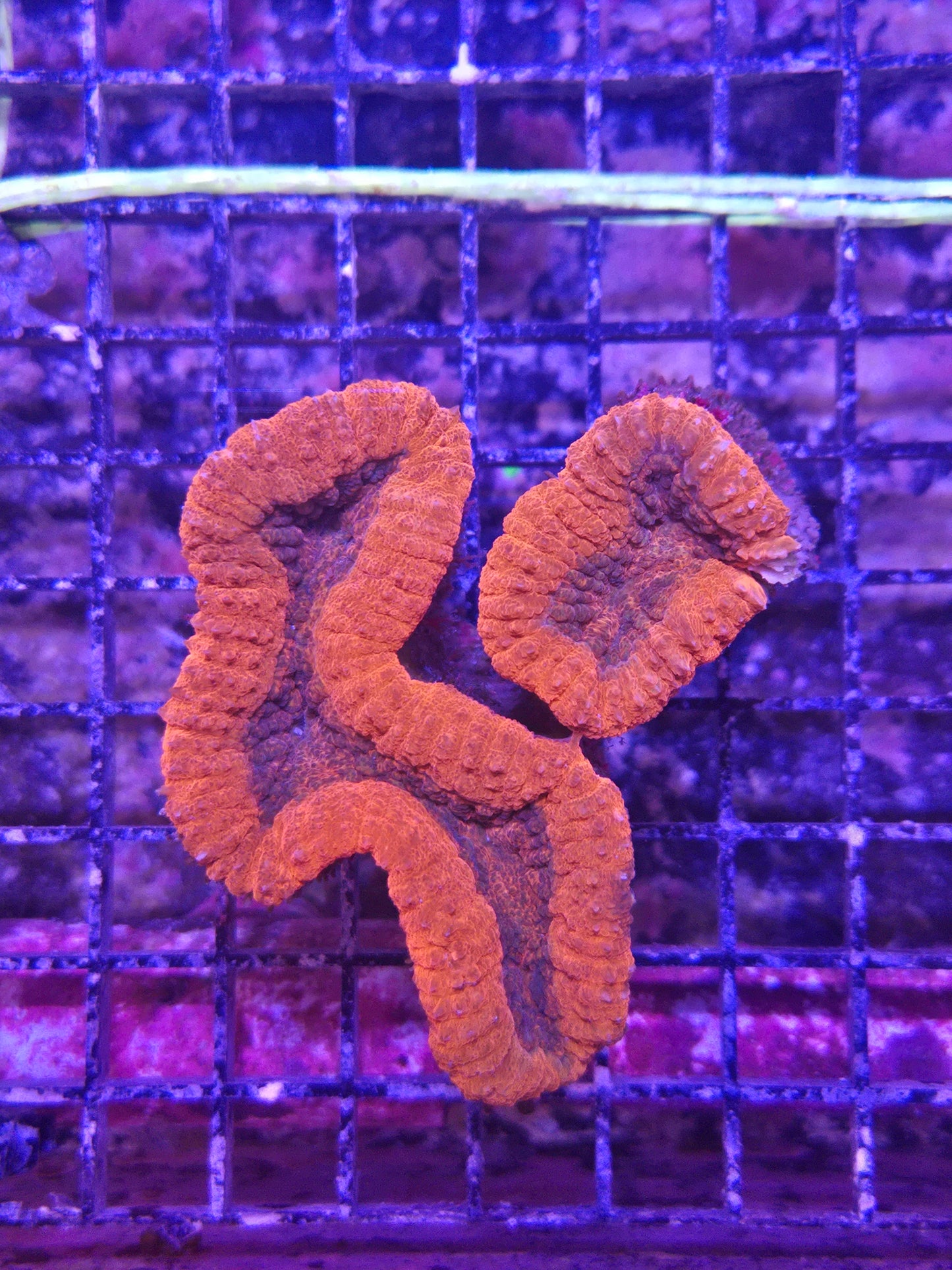 Aussie Lobo Colored Med