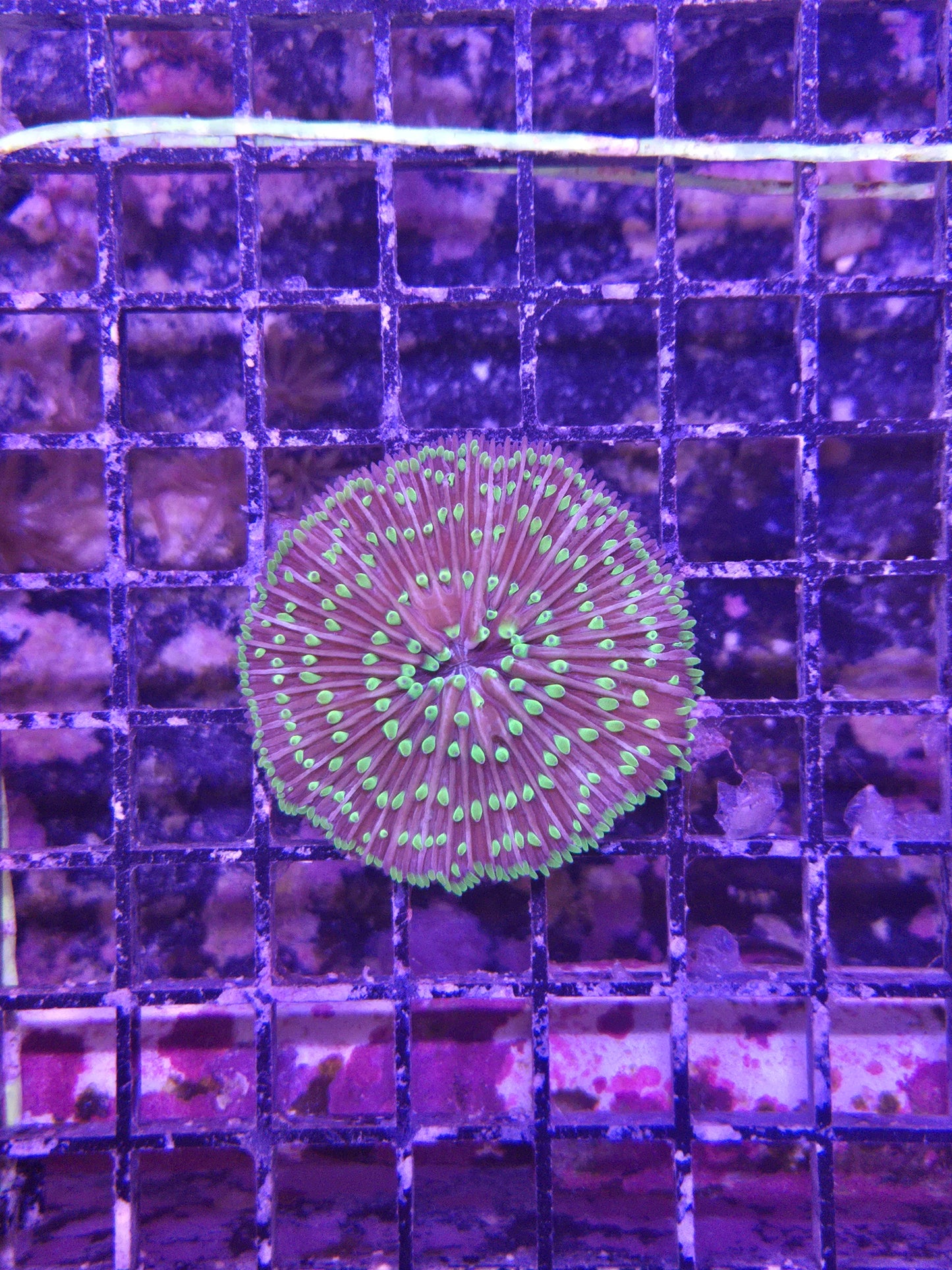 Aussie Fungia XLG