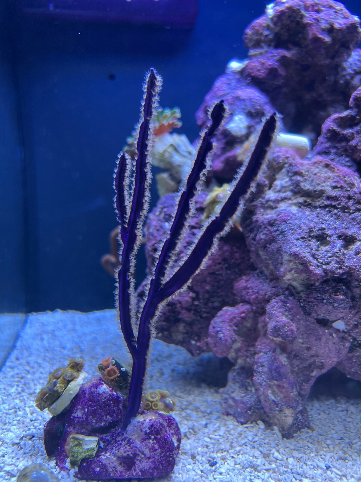 Purple Whip Gorgonian