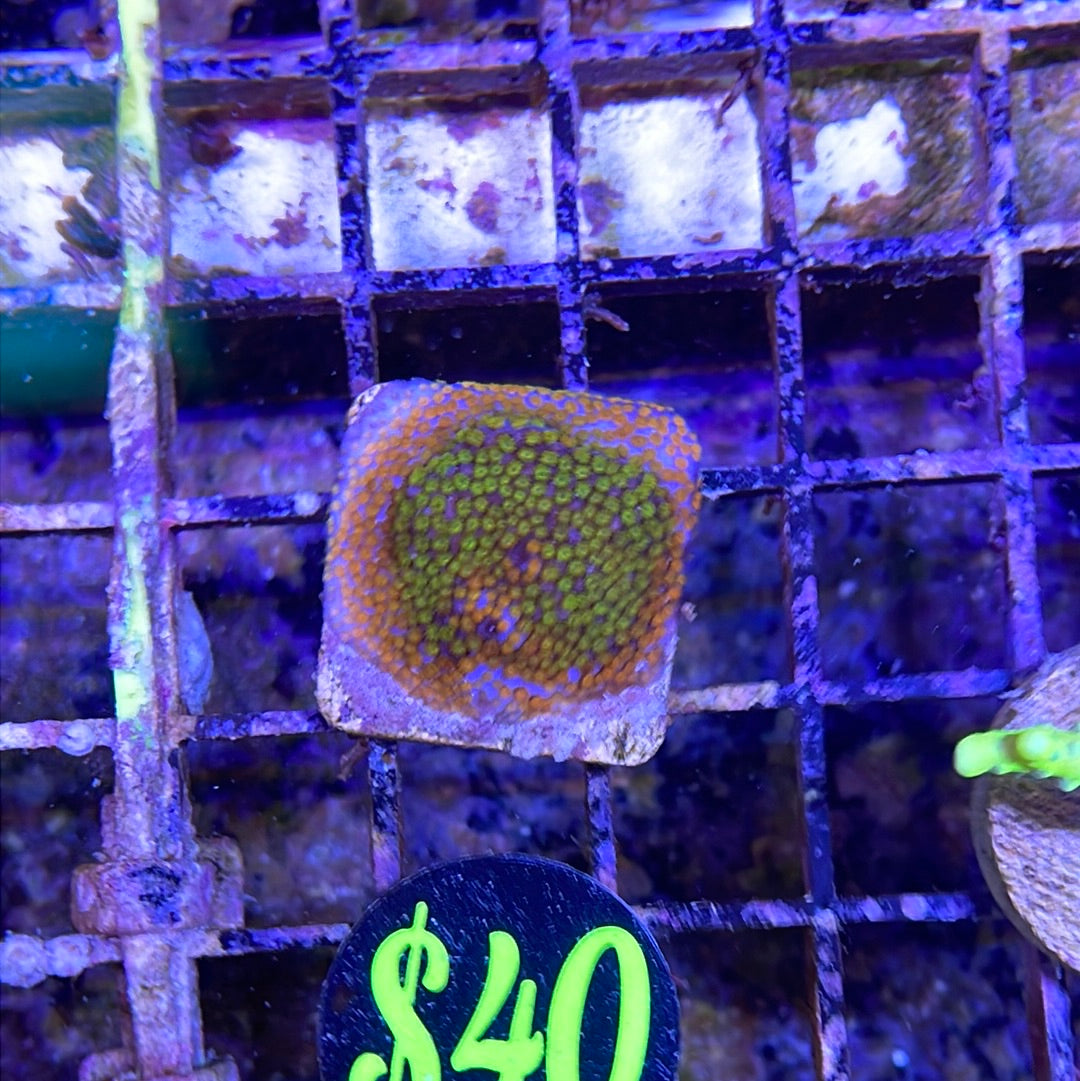 Assorted SPS Frag