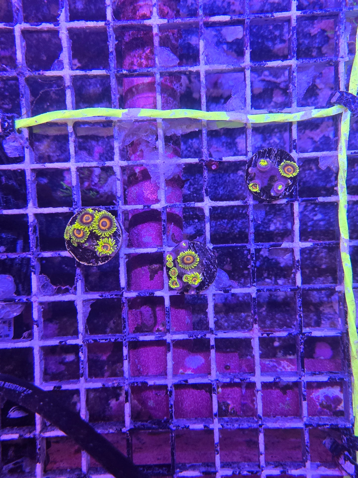 ECC Lazy Lashes Zoa Frag