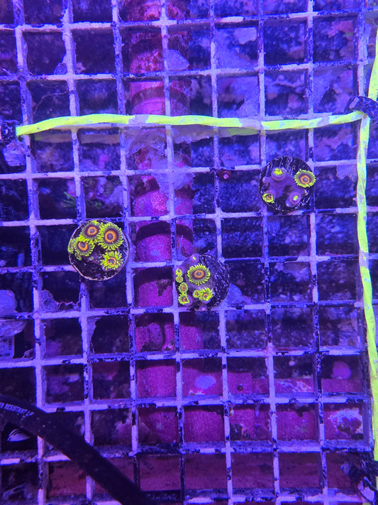 ECC Lazy Lashes Zoa Frag