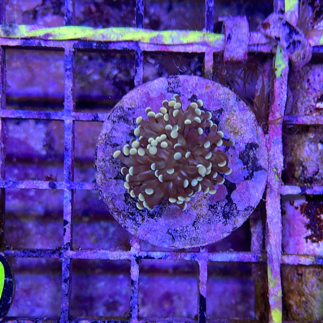 Mix Hammer Coral