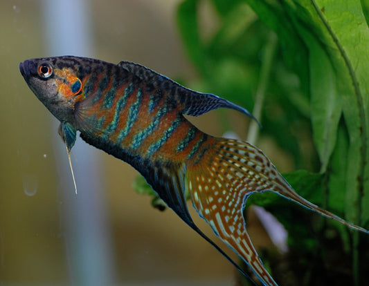 Gourami Paradise Green Dragon Crowntail Lg